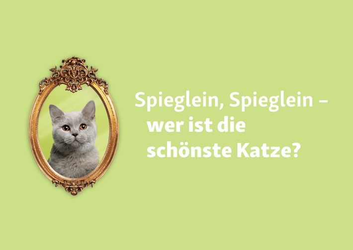 Fressnapf sucht die schönste Katze Deutschlands.jpg