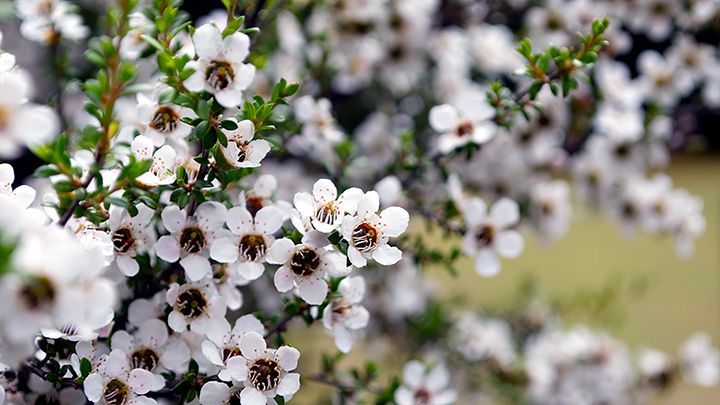 Was ist eigentlich Manuka-Öl?