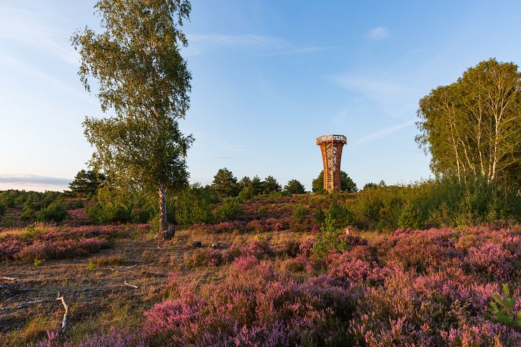 kyritz-ruppiner-heide_M11A0782_TMB-Fotoarchiv_Steffen_Lehmann