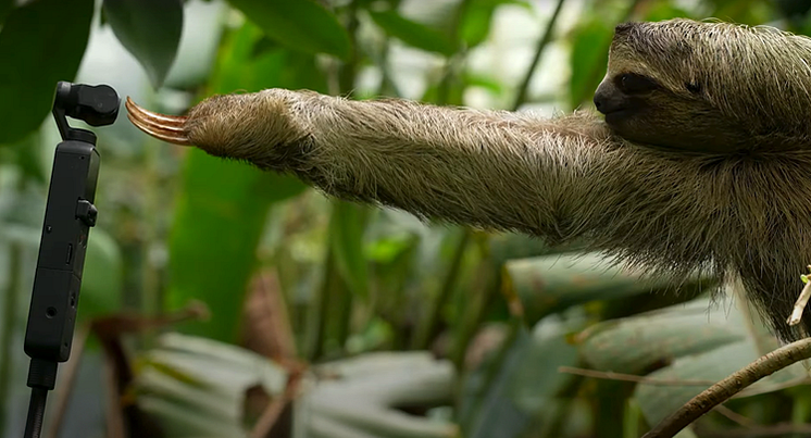 Sloth with Pocket 2.png