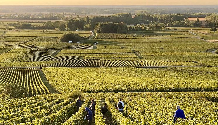 Domaine-Marquis-dAngerville-Viticulture-Vonay (kopia).jpg
