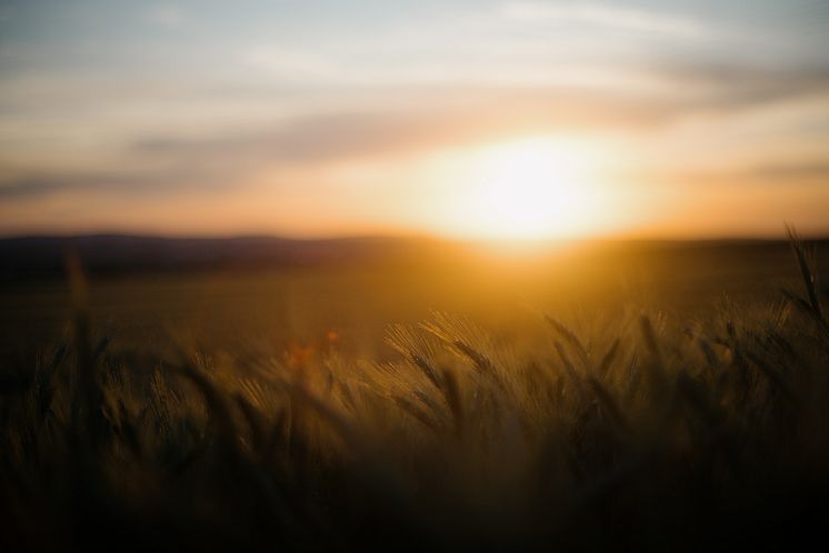 sol-natur-adrian-infernus-pZ8bh_zQGIw-unsplash.jpg