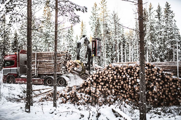 Stolpar är skogens premiumprodukt