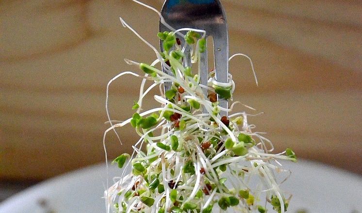 Broccoli-sprouts1.jpg