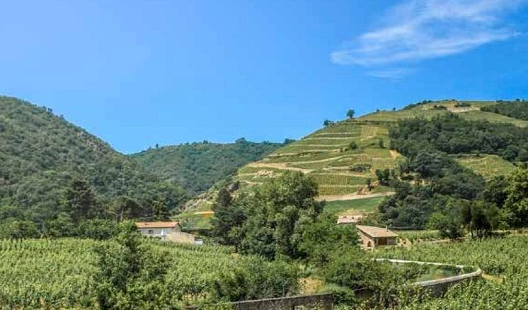 CLOS FLORENTIN _ DORINE MAILLOT-bred.jpg