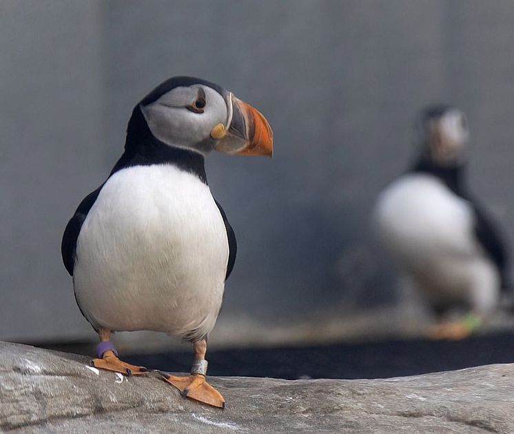 Puffin SEA LIFE TRUST Rescue.jpg