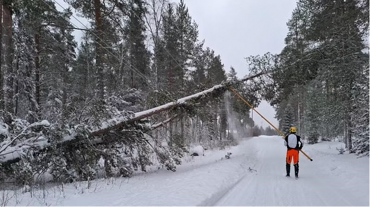 Umeå Energis medarbetare frigör elledning från träd som fallit efter ett oväder.