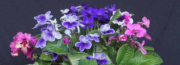 kornettblomma Mäster Grön Streptocarpus 1920.jpg