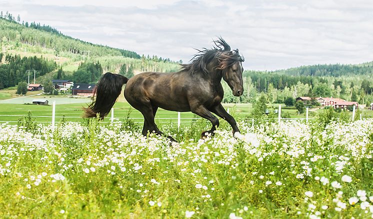 Monster-Monsun-Fredrik-Fransson-960.jpg