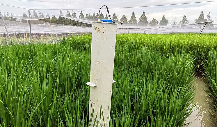 low-methane-rice-china-960.jpg