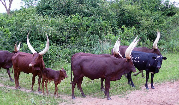 Mpatswenumugabo-ankole-960.jpg