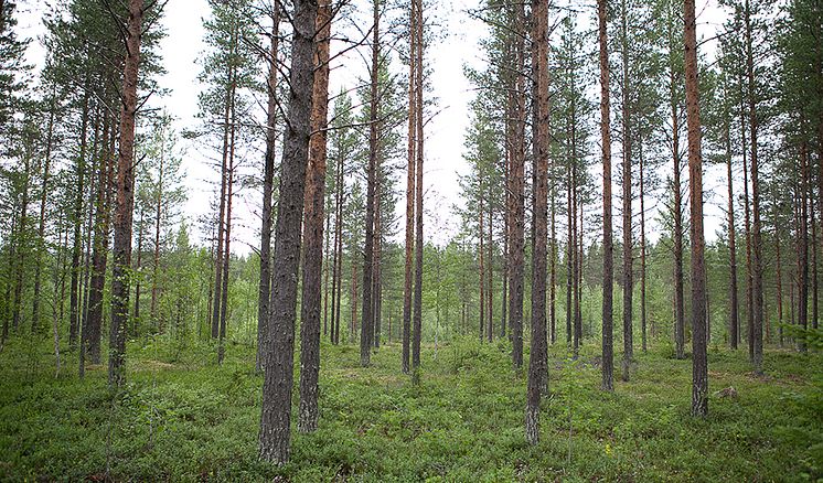 tallskog-svartberget-960.jpg