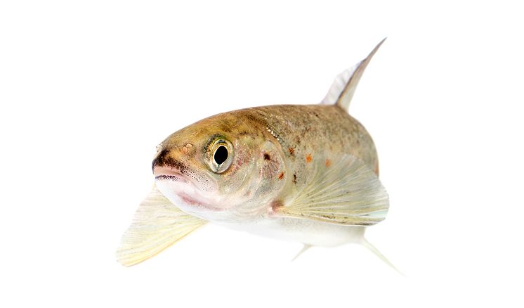 smolt-JW-960.jpg