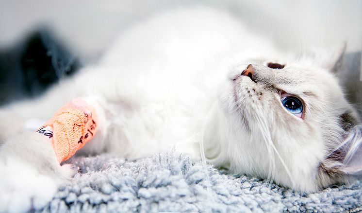 djursjukvard-katt-vwr-960.jpg
