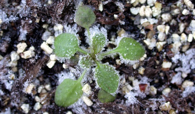 Arabidopsis-in-snow-960.jpg