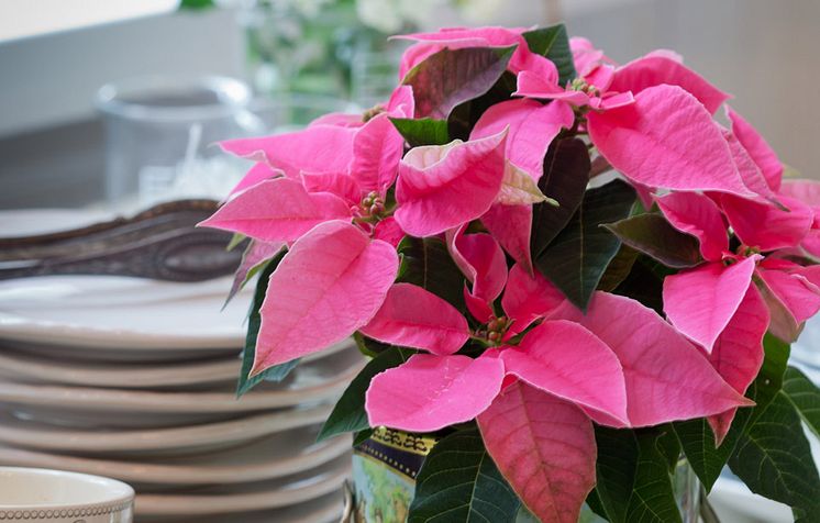 Euphorbia_Princettia_2_960.jpg