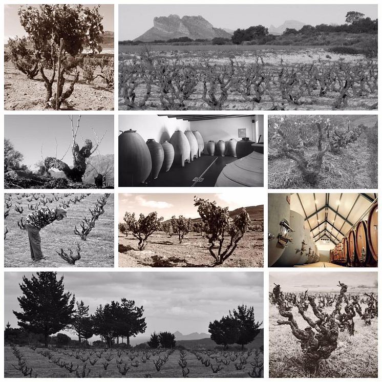 Sadie Family Wines Vineyards