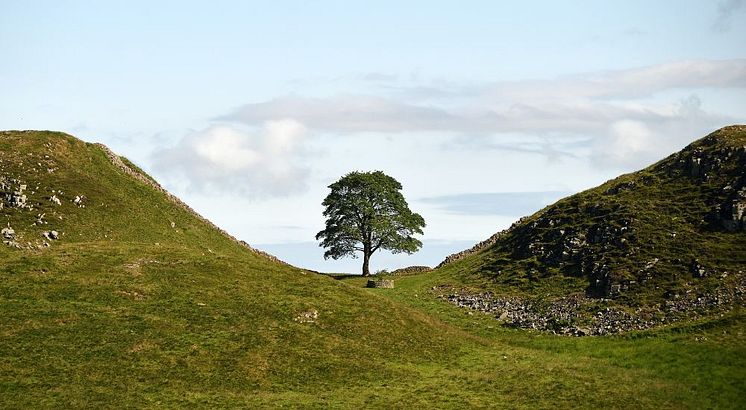 Sycamore Gap 1000.jpg