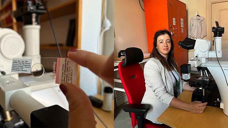 Chahinez Bouguerche med ett prov av en plattmask foto Jonas Sverin.jpg