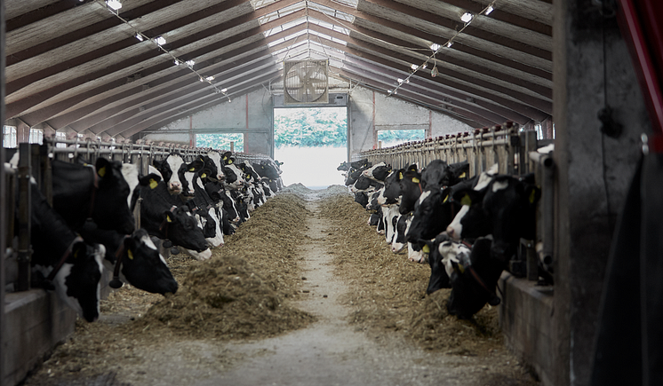 PNG_Version-Cows feeding_Arla Foods_Climate Checks.png