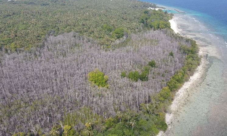 mangrove.jpg