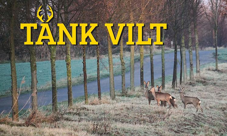 rådjursflock_vid_vag.png