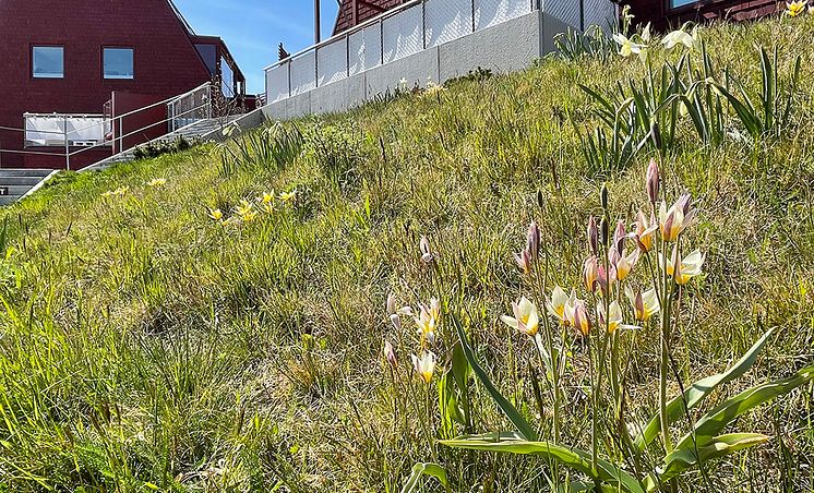 Ängsmatta.jpg