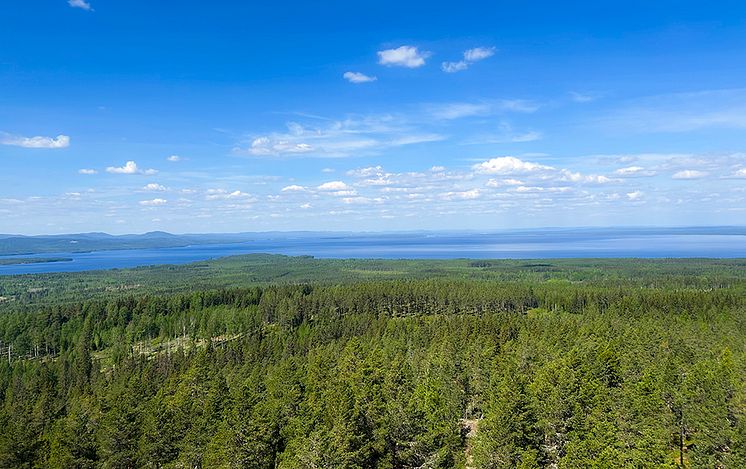 Skog-siljan.jpg