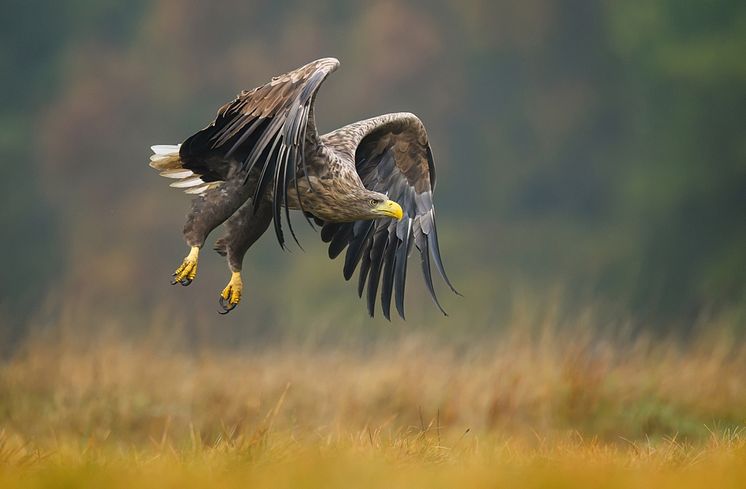 Havsörn_shutterstock_2388418929 (1).jpg