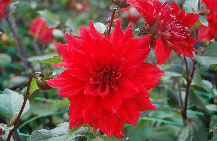 Dahlia 'Regina'. 1000x650.Foto Karin Persson, SLU.jpg