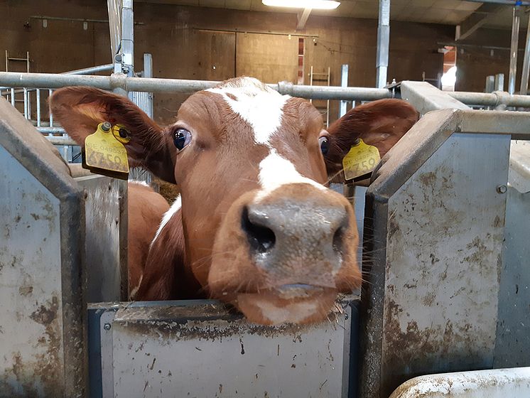 cow_in_barn.jpg