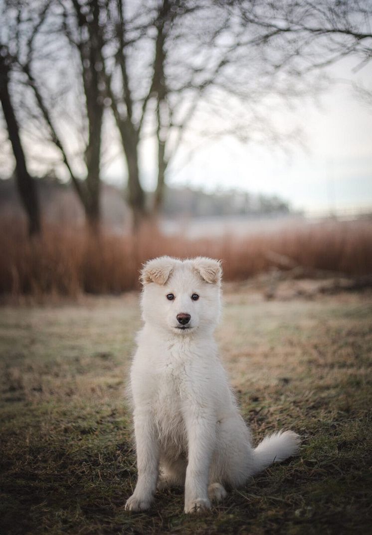 Hundstallet.jpg