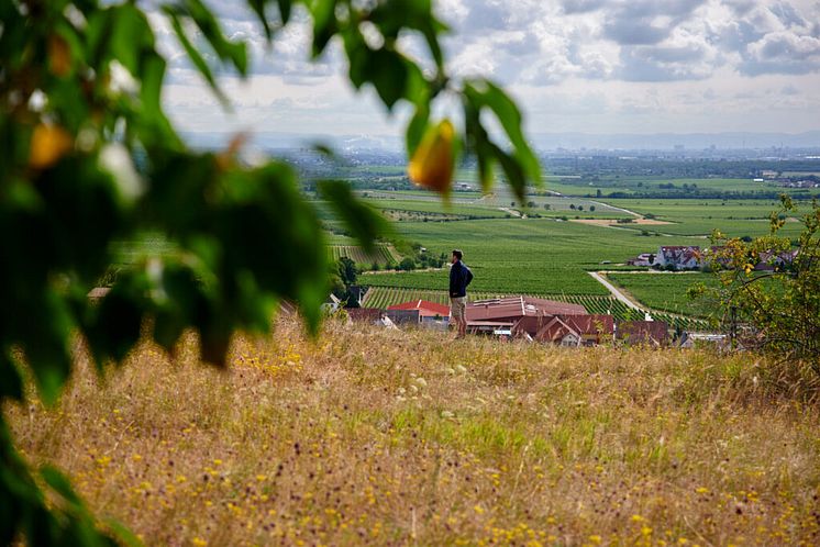 weingut-rings-weingut-rings-christian-ernst-freinsheim-ausblick-andy-1024x683.jpg