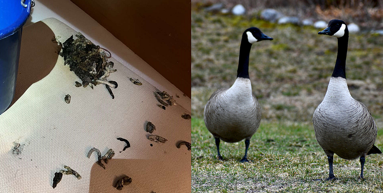 Båtskader og kanadagjess