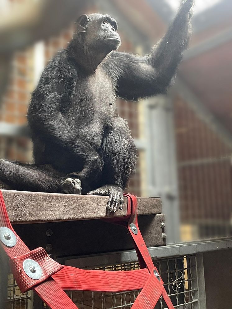 Chocolat has already started to climb in her new home©MonkeyWorld.jpg