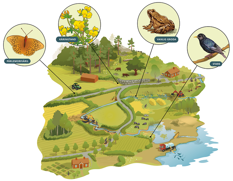 Illustration ekosystem jordbruk