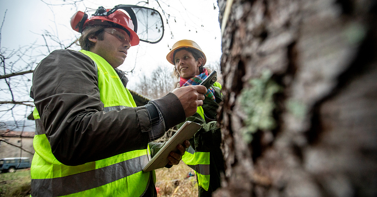 Metria Markkoll - värdera skog_iStock-1298404588_1200x627.png