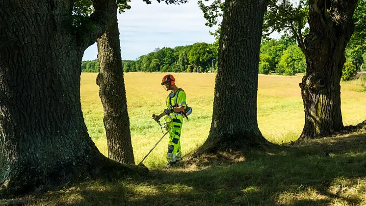 Svevia utför skötsel av trädallé 1280x720 - foto - Mikael Sjöberg.webp