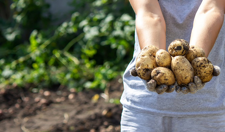 Potatis.png