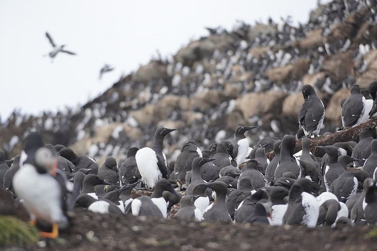 Birds.jpg