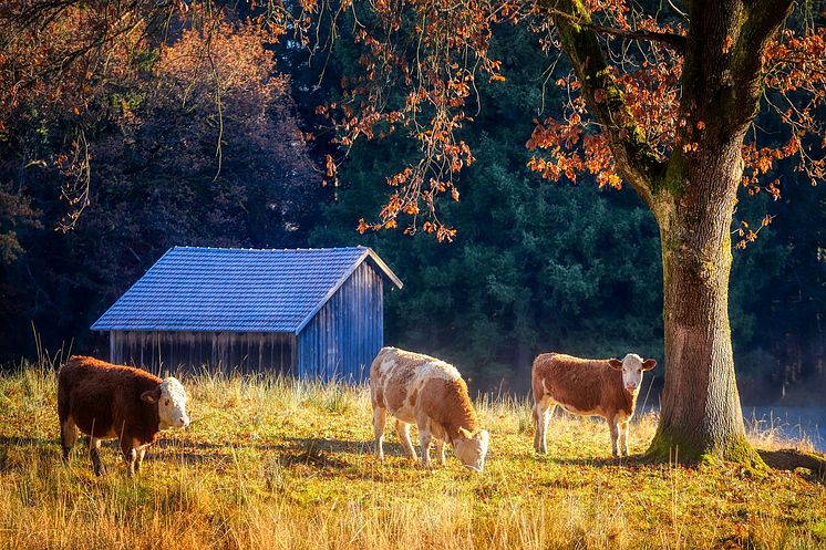 pasture-6815352_1280.jpg