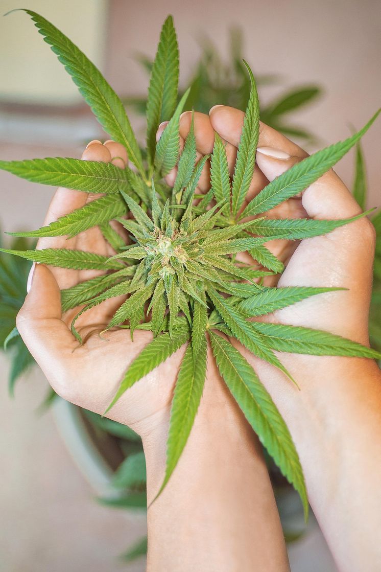 marijuana-leaf-5315562_1920.jpg
