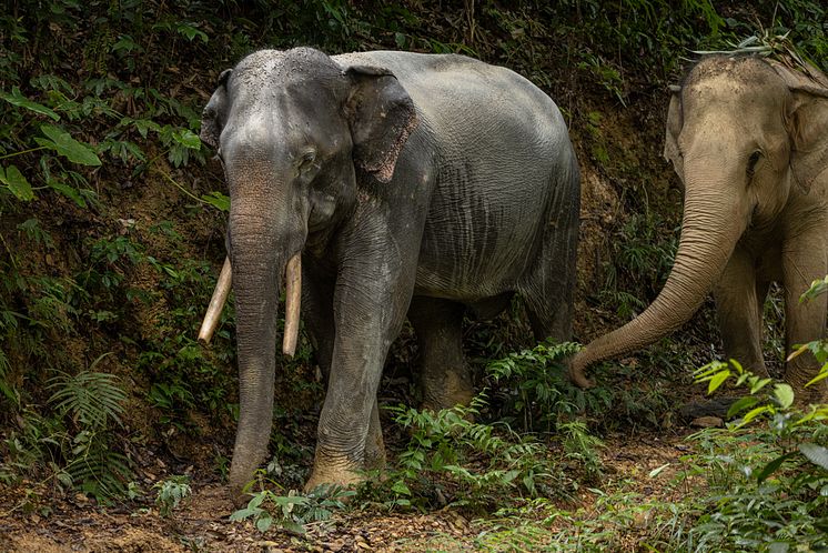 _Elefanter i det djurvänliga reservatet Following Giants i Thailand. Foto World Animal Protection.jpg