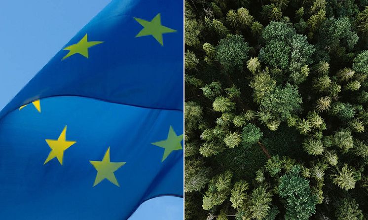 eu-avskogning-lagstiftning-eudr.jpeg