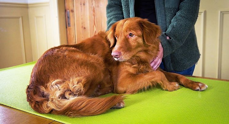 Så förbered du hunden.jpg