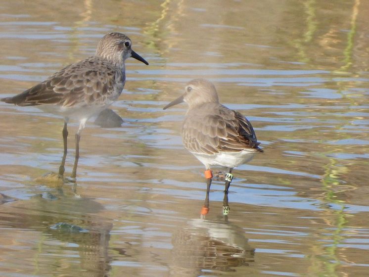 calidris_alpina_schinzii_fotoMiguelAngelHernandez.jpg