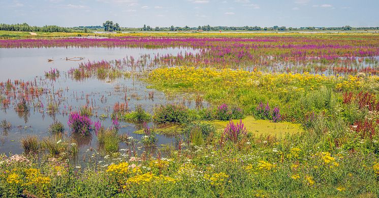 COP15-avtal sätter tryck på biodiversiteten