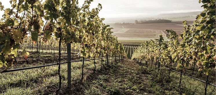 weingut-wagner-stempel-vingard.jpg