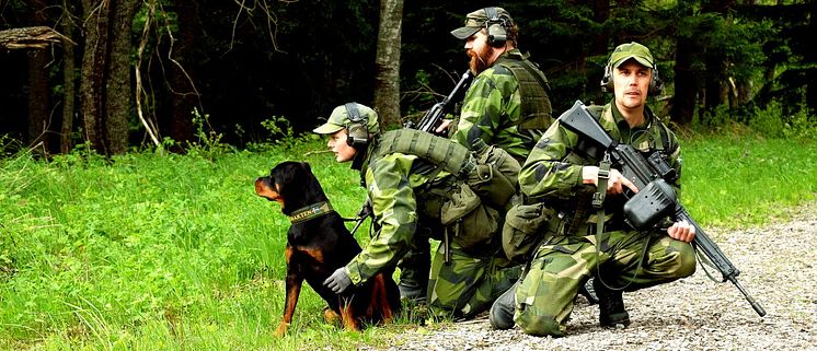150609hund201.jpg