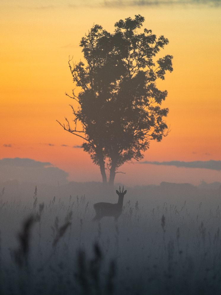 Rådjursbock